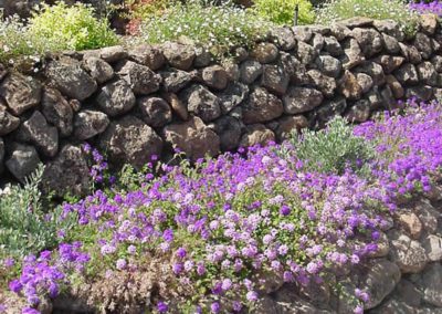 dry stack stone retaining wall with purple flowers designed by hardscape contractor
